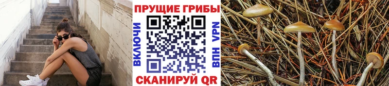 Галлюциногенные грибы GOLDEN TEACHER  Сарапул 